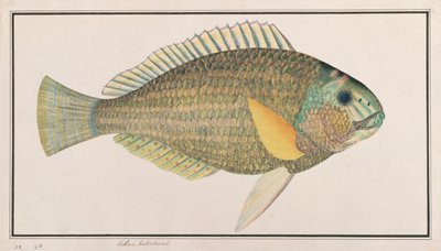 Grüne Lippfisch, aus Zeichnungen von Fischen von Malakka, ca. 1805-18 von Chinese School